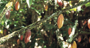 PIX Cocoa pods on tree